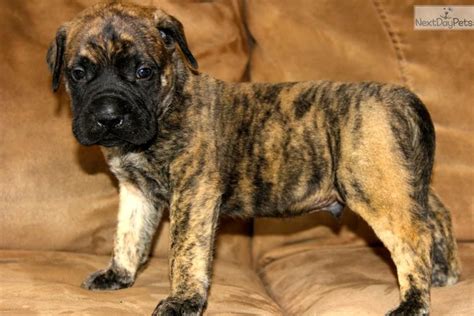 Feel free to browse hundreds of active classified puppy for sale listings, from dog breeders in pa and the surrounding areas. Mastiff puppy for sale near Tulsa, Oklahoma | 1fd51f3b ...