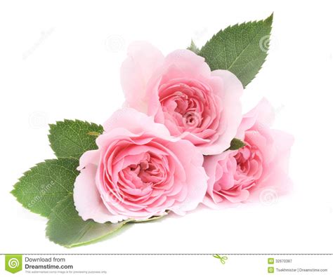 🔥 Download Habrumalas Pink Rose White Background Image By Amandaf49