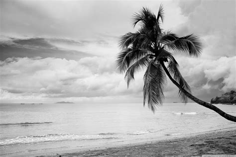 Coconut Tree Black And White Ultra Hd Desktop Background