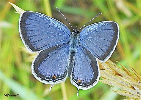 Eastern Tailed Blue Butterfly Photograph By Maxwell