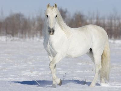 White horse hair sporran is made of cowhide leather and white hosre hair. How Well Do You Know Your Horse Colours And Markings ...