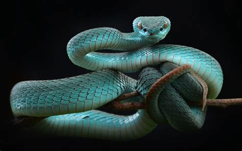 Змея Фото Животного Telegraph