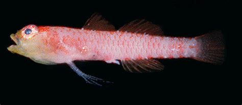 Divine Dwarf Goby Reef Fish Of The Hawaiian Islands · Inaturalist