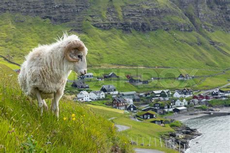 Wildlife In The Faroe Islands Sheep On Vagar Island Faroe Islands