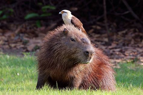 Capybaras The Worlds Largest Rodents The Insight Post