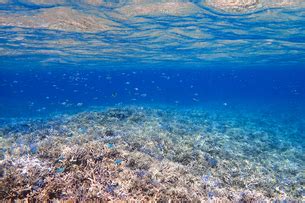 海帶（學名：2006年前laminaria japonica，2006年後saccharina japonica）是褐藻綱海帶屬的一种可食用的藻類，真核多細胞生物。 海帶可以指： 所有生物分類上海帶目（laminariales）的物種。 サンゴ礁の海の中の写真素材 FYI01237956 | ストックフォトの ...