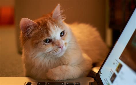 Make it easy with our tips on application. cat laptop Wallpapers HD / Desktop and Mobile Backgrounds