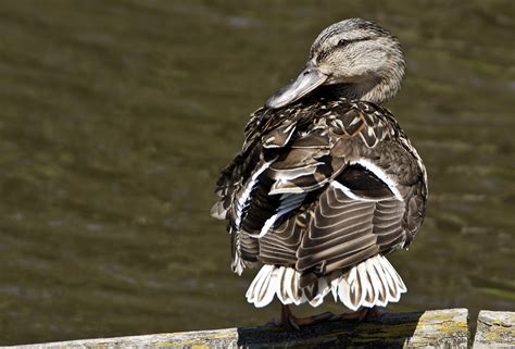Mallard Duck Preening Feathers Ed Okeeffe Photography