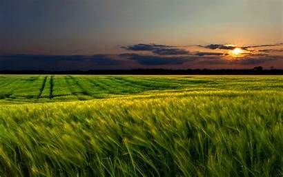 Sunset Field Wheat Spring Wallpapers Cornfield Nature