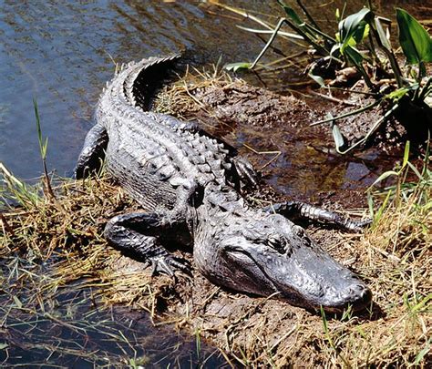 Alligator mississippiensis - Monaco Nature Encyclopedia