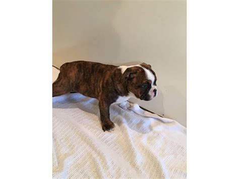 Boston Bulldog Puppies For Sale 2 Males Left Memphis Puppies For Sale