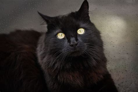 Free Image On Pixabay Cat Black Cat Black Pet Animal Names For