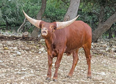 Watusi Cattle Bull Photograph By Millard H Sharp Fine Art America