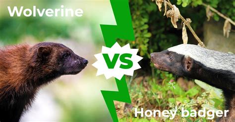 Wolverine Vs Honey Badger Who Would Win In A Fight A Z Animals
