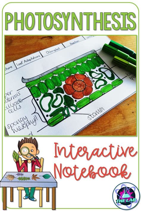 Maybe you would like to learn more about one of these? Pivot Interactives Photosynthesis Answer Key + My PDF ...