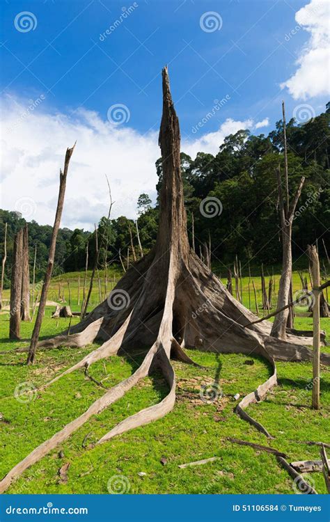 Dead Trees In Dam Area Thailand Stock Photo Image Of Tree Drought