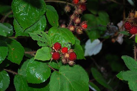 Junes Wild Edible Wineberries Blue Ridge Country