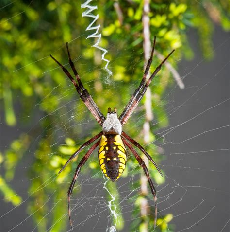 Garden Spiders Weavers Of Delicate Webs Live Science