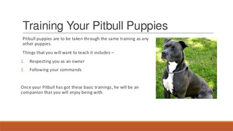 Welcoming an adorable pitbull puppy into your family can be such an exciting time. Pitbull puppies - How to Train your Pitbull Puppy