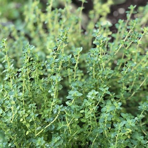 How To Grow Thyme 5 Tips For Growing Thyme Artofit