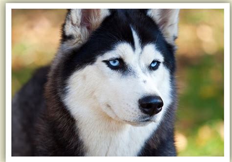 Find de bedste lagerfotos af siberian husky breeders in ct. Siberia Husky Kennel | Siberian Husky Breeder | Hamer ...