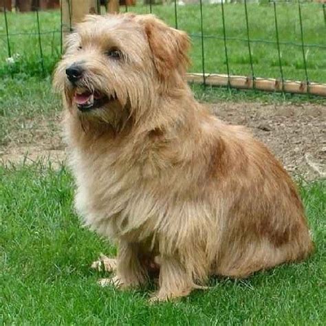 Der norfolk terrier ist einer der kleinsten terrier. Pin by Sushi H on Norfolk/Norwich/Cairn Terriers ...