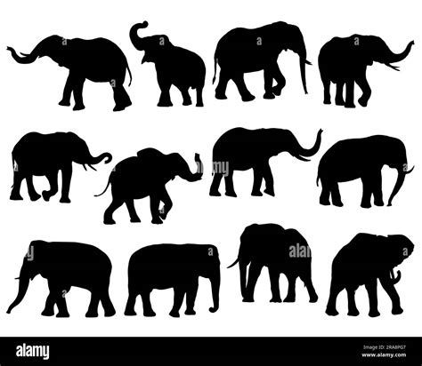 Silueta Del Elefante Imágenes Vectoriales De Stock Alamy