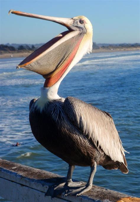 All Sizes Pismo Pelican Flickr Photo Sharing Pretty Birds