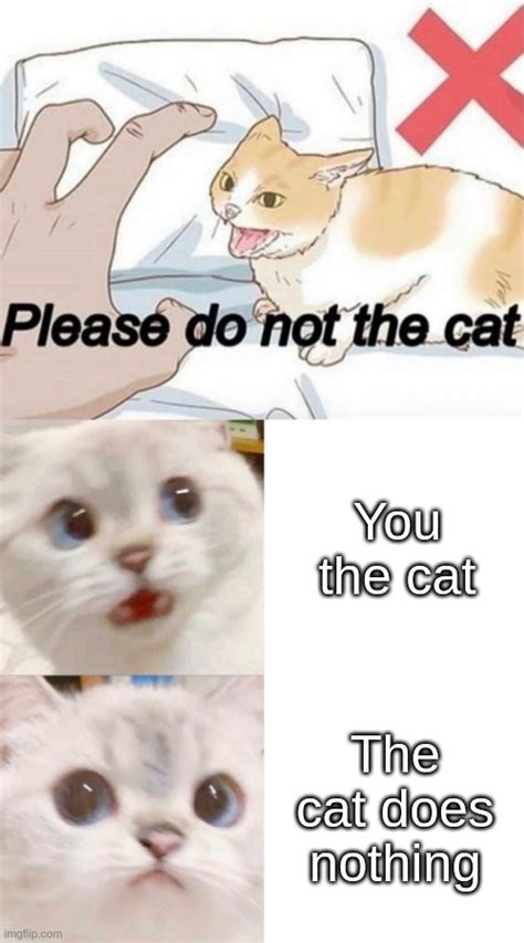 When You The Cat And The Cat Does Nothing Remember Please Do Not The