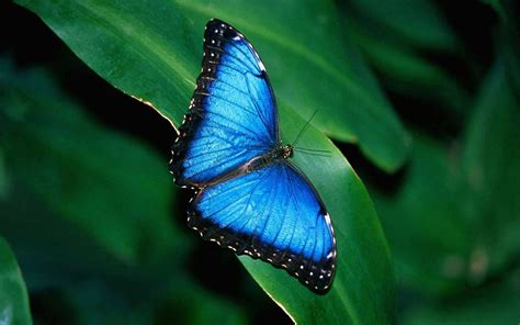 .hd high resolution jpg images format. Butterfly HD Wallpaper (68+ images)