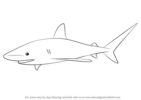 Check spelling or type a new query. Shark Pic Drawing | Drawing Skill
