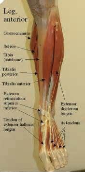 What do you prefer to learn with? 11 best Muscles/Labeled images on Pinterest | Anatomy ...