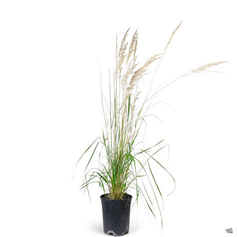 Feather Reed Grass Karl Foerster — Green Acres Nursery And Supply