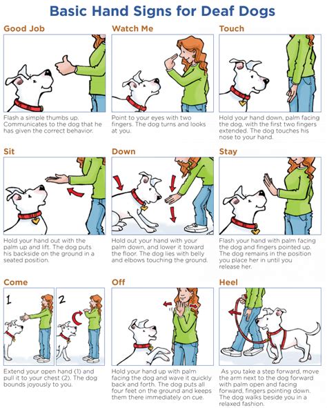 How Do You Train A Deaf Dog With Hand Signals