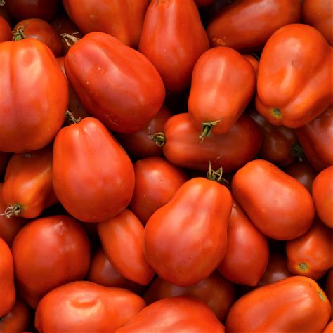 Tomate Roma Bio Jardins De L Coum Ne