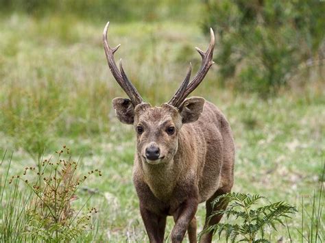 Hog Deer Hunting 60 Species Available For Hunt In Texas
