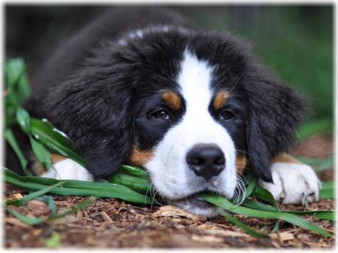 Bernese Mountain Dog Read About Temperament And Personality Petsinhouse