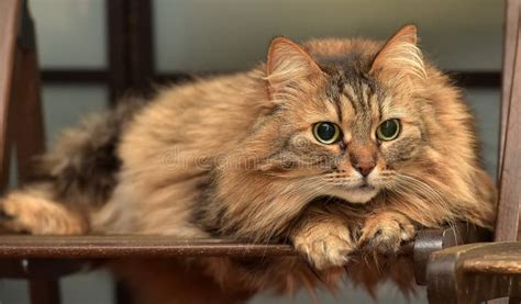 Brown Fluffy Norwegian Forest Cat Stock Photo Image Of Loving Forest