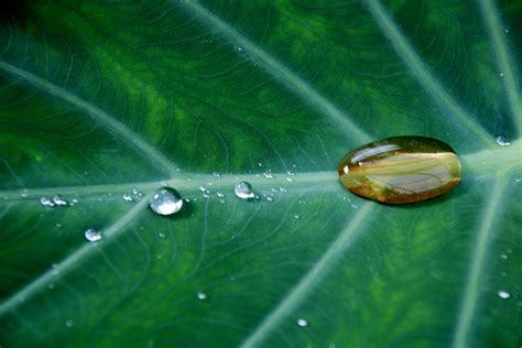 Close Up Green Leaf Plant Water Waterdrops 4k Wallpaper