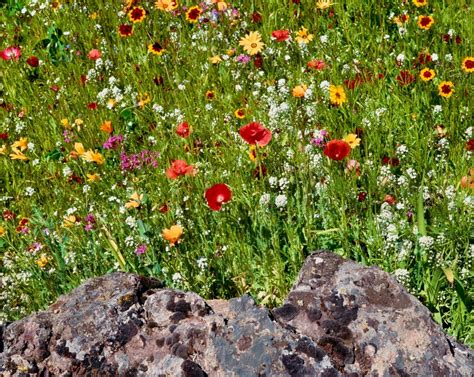 Summer Wildflowers In Bloom Central Oregon Usa Poster Print By