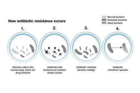 [diagram] antibiotic resistance bacteria diagram mydiagram online
