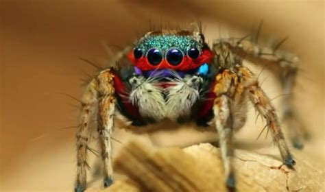 Pet Jumping Spider Are They Good Pets Tips And Tricks For Pets