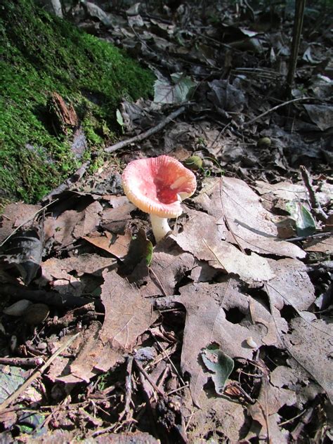 Homespun Sweet Mushrooms Of Pennsylvania