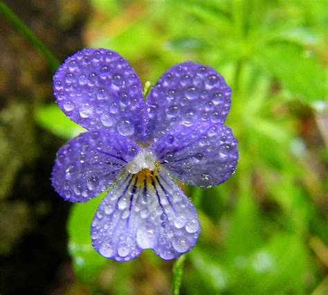 Rainy Day Flower Flickr Photo Sharing