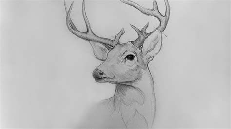 How To Draw Deer Step By Step Time Lapse Youtube