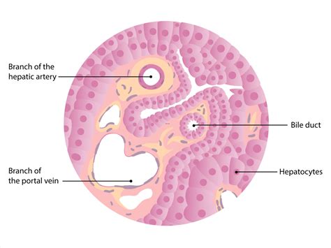 The liver has structural characteristics that are not found in any other one abnormal characteristic is the liver's regenerative abilities. Liver | Concise Medical Knowledge