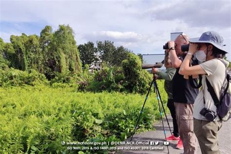 Pia Annual Asian Waterbird Census For Metro Manila Conducted