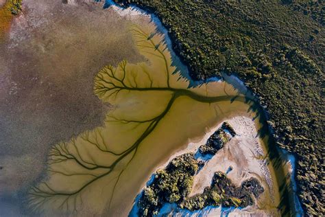 Nature And Tech Create A ‘tree Of Life At Australias Lake Cakora