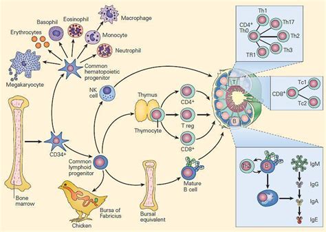 Ontogeny Of The Immune System Immunopaedia