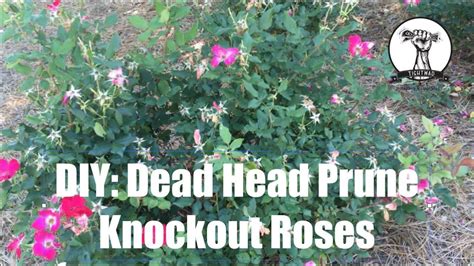 Diy How To Prune Or Dead Head Knockout Roses Youtube Knockout